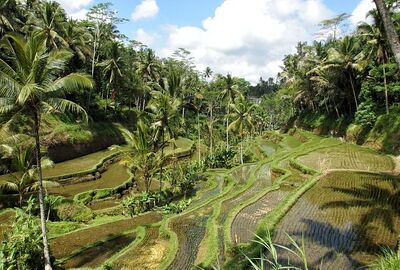 Harikalar Diyarı Bali - Ubud Turu Rotası V3 - THY ile 6 Gece