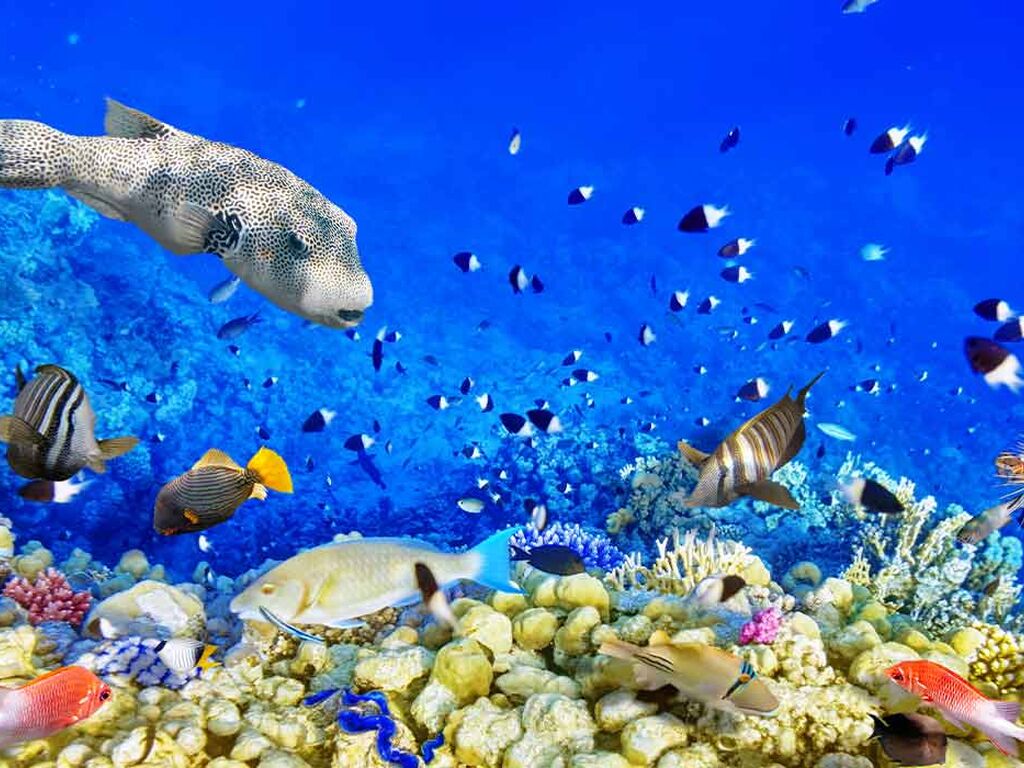 Sharm El Sheikh Turu - AJet HY ile 5 Gece - Her Şey Dahil Konaklama