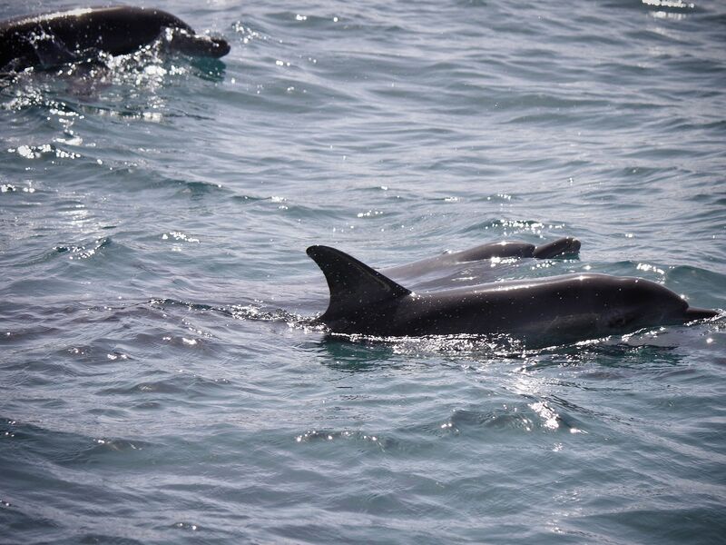 Klasik Mısır & Hurghada Turu - Pegasus HY ile 7 Gece 9 Gün - İskenderiye & Luksor & Asvan Turlar Dahil