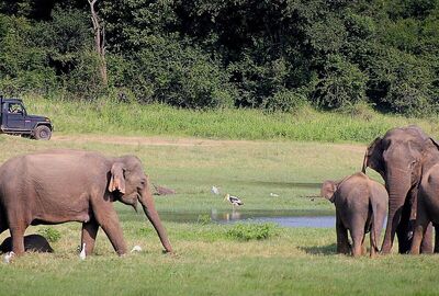Elegant Sri Lanka Turu - Jazeera HY ile 5 Gece - Ekstra Turlar Dahil