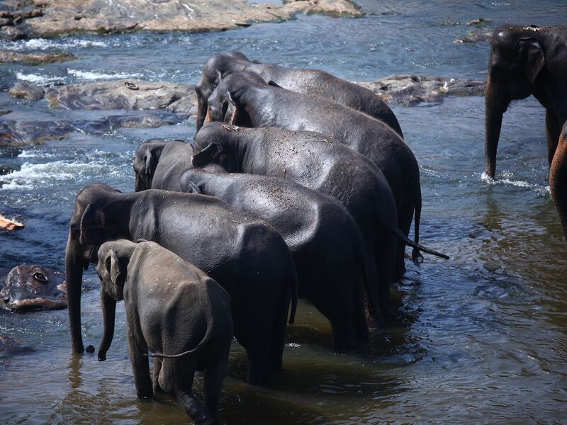 Elegant Sri Lanka Turu - Jazeera HY ile 5 Gece - Ekstra Turlar Dahil